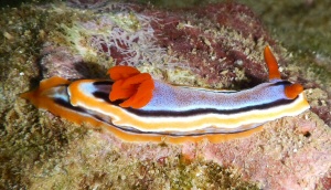 Chromodoris annae
